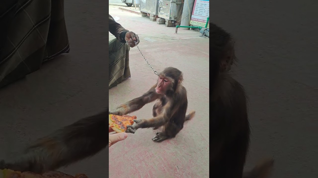 #bangladesh #live #shortvideo #nature #monkey #holiday #travel #traveling #ishwardi