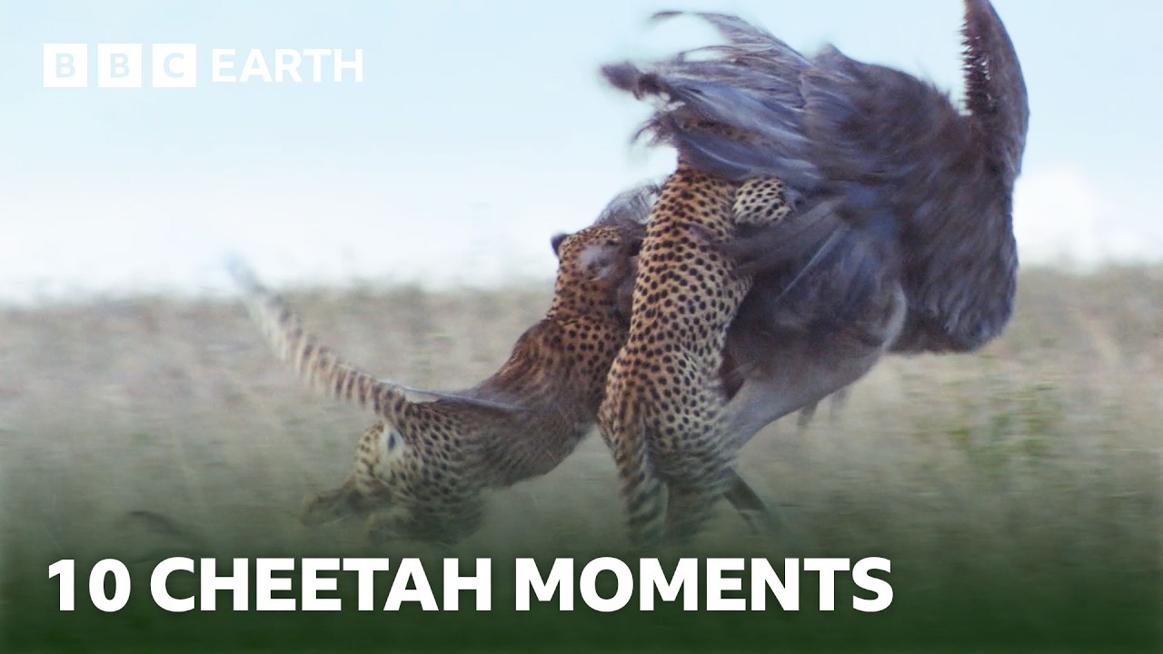 10 невероятных моментов из жизни гепардов | BBC Earth