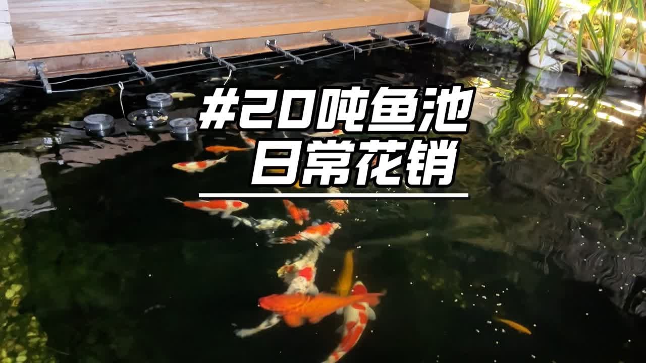 20吨水的锦鲤池每天要花多少钱？