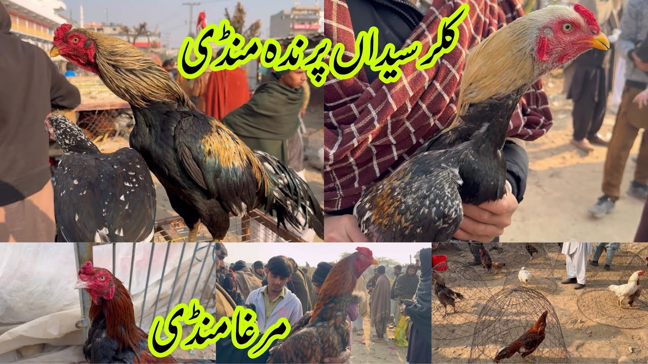 Kallar Syedan Mandi | Prinda Mandi Kallar Syedan | Murga Mandi Kallar Syedan