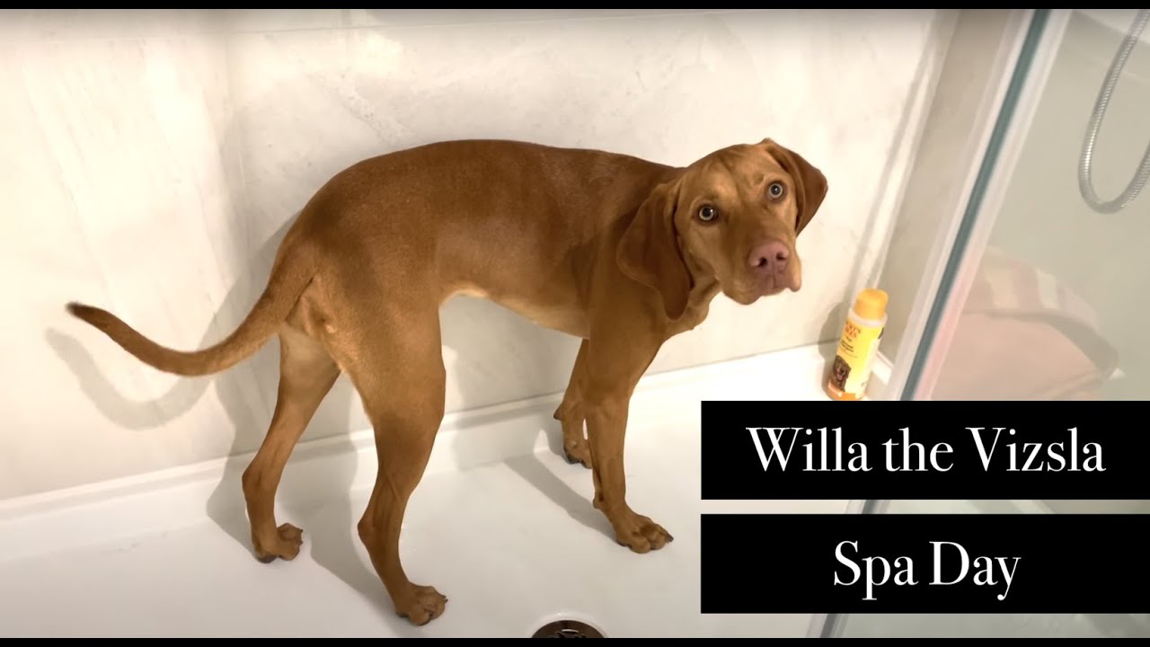 Grooming Our Dog at Home | Vizsla Spa Day