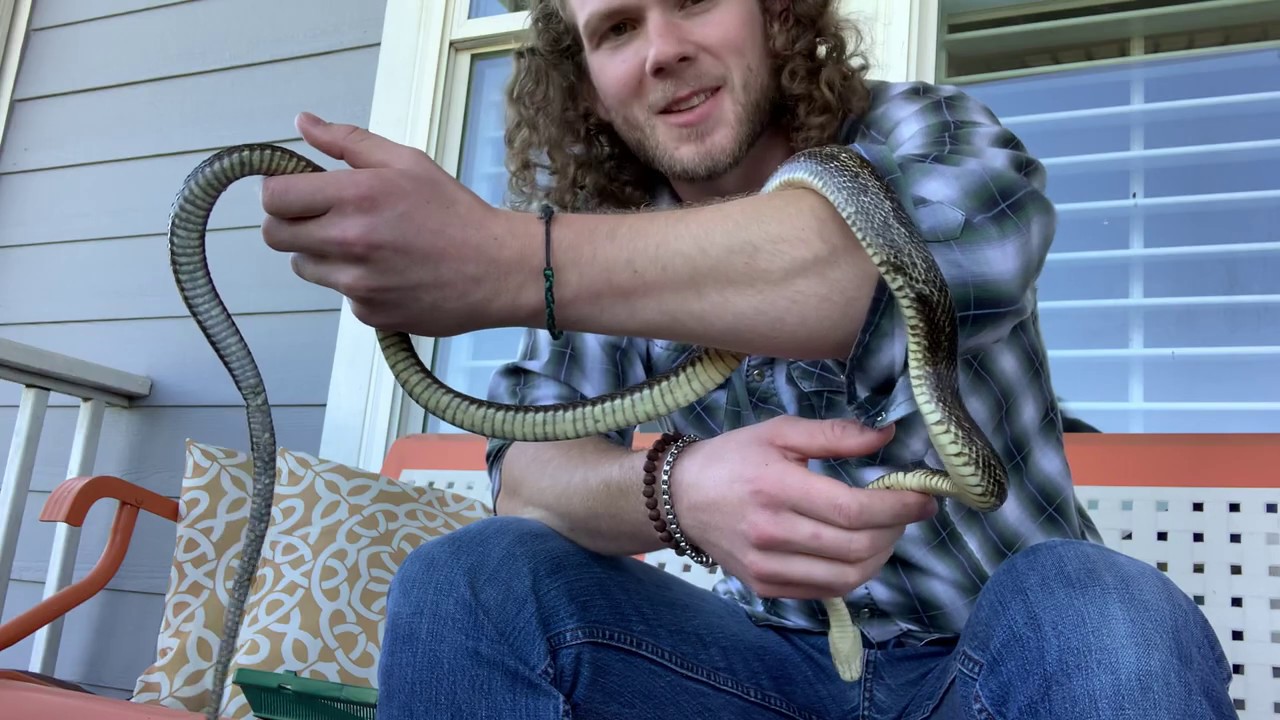 How to tame aggressive/wild snakes