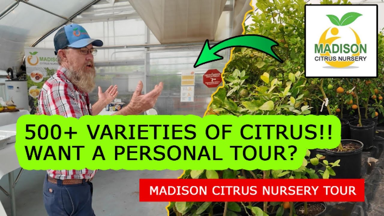 540 Citrus Varieties in One Greenhouse - Here's What We Found
