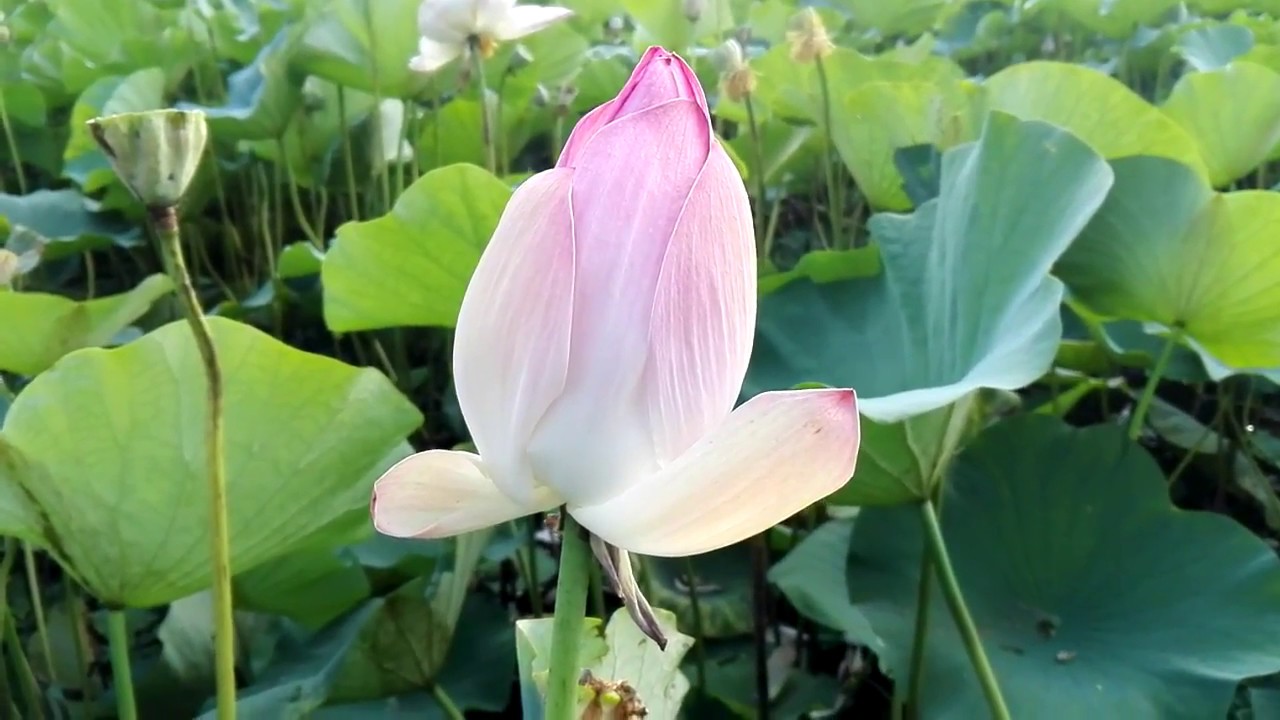 Lotus