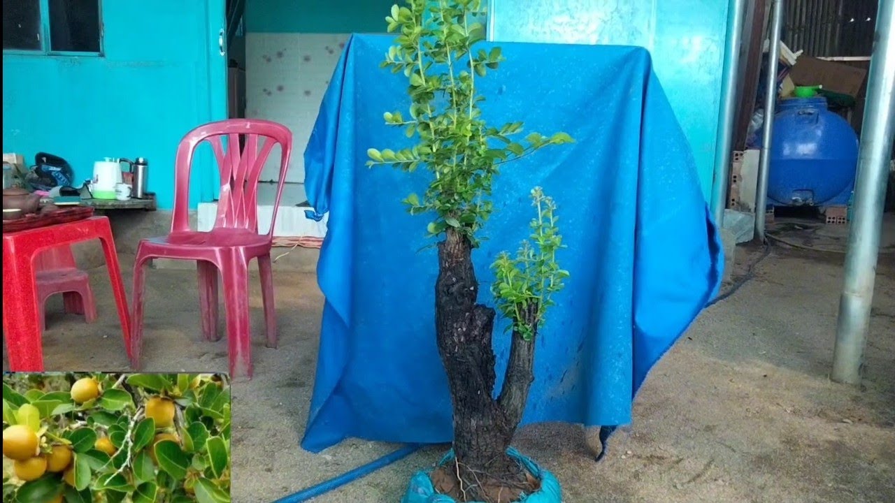  12/3 glae cẩm Thị đt 0971.631.433