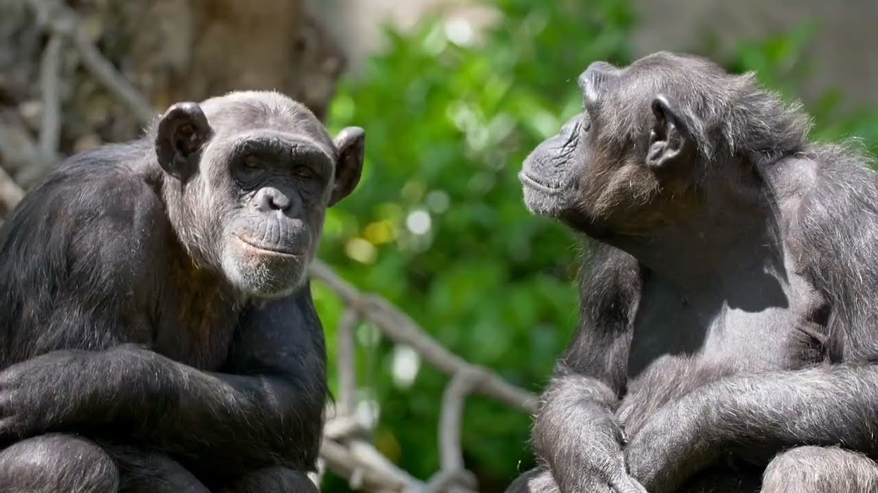 Scientists STUNNED by This chimpanzee Chimp's Human Behavior!