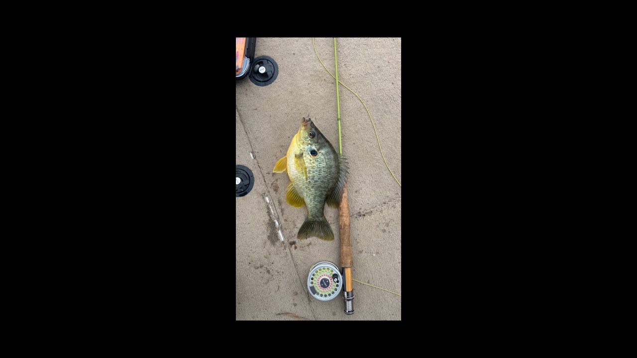 Fly Fishing for Bream! Fun on 2wt