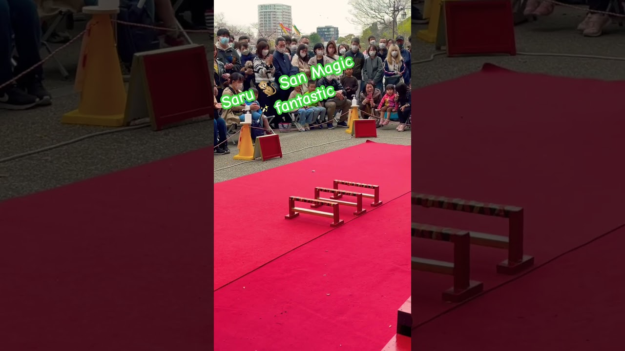 Monkey Funny 😅 jump || #funny #funnyshorts  #shortsfeed #magic #monkey #holiday