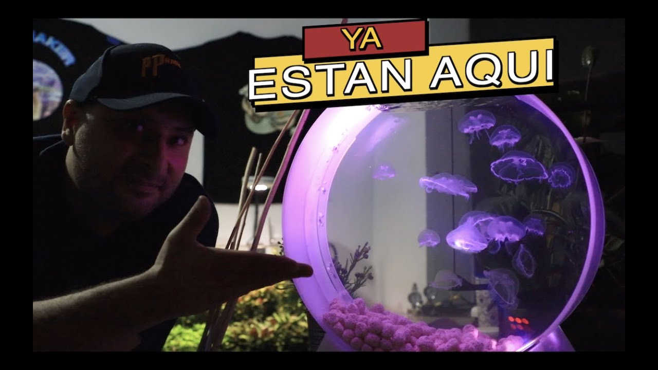 LLEGARON LAS MEDUSAS||||||😍💮💮