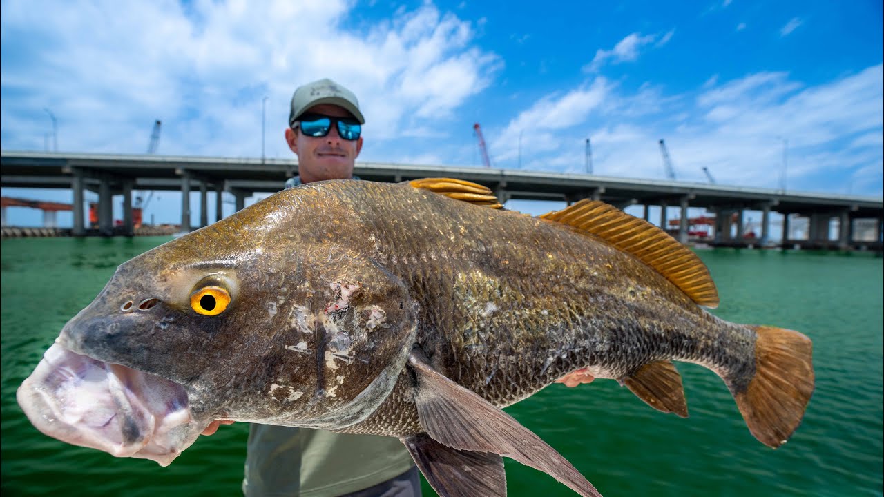 GIANT Worm Infested Fish! Catch Clean Cook! (Black Drum)