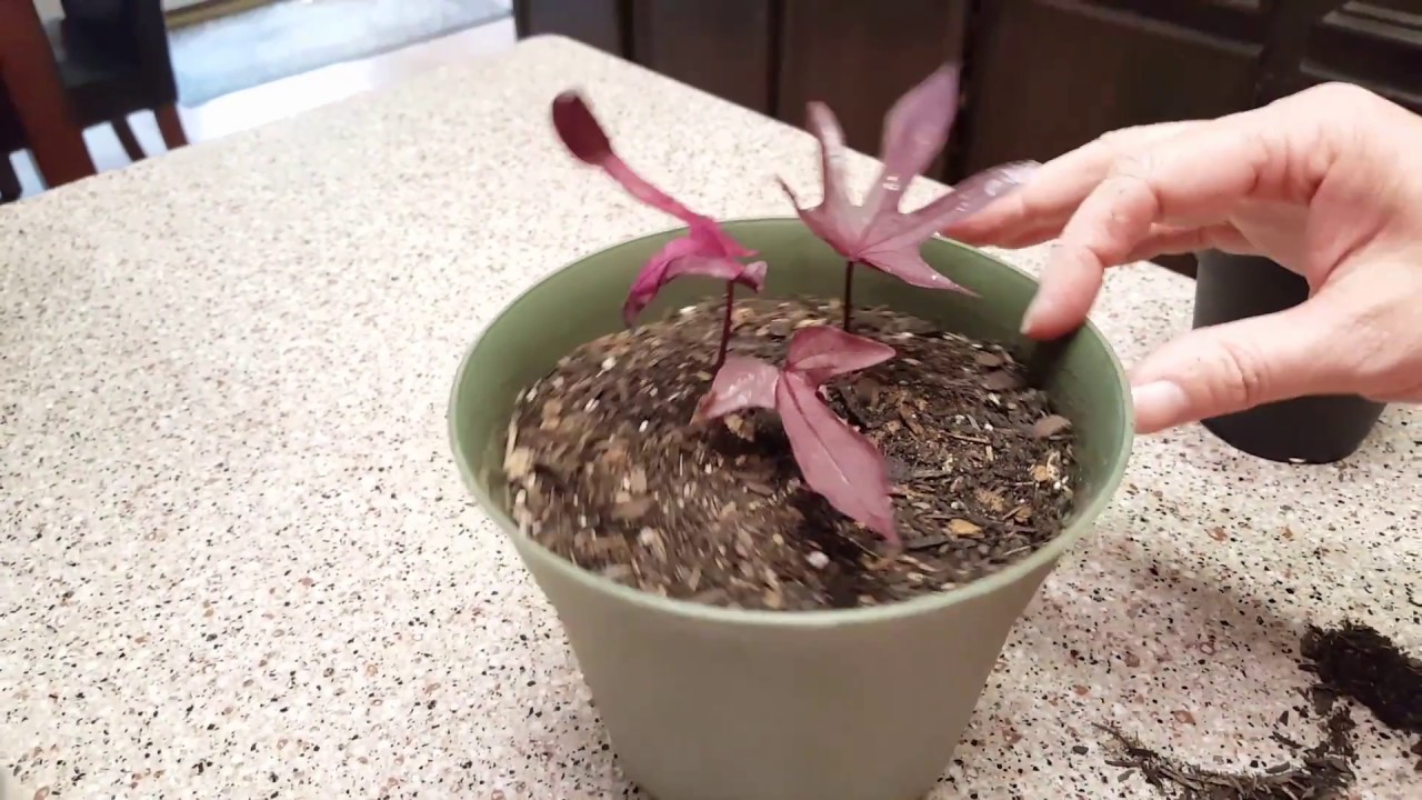 Rooting and planting a Black Sweet Potato Vine Plant | Donna Joshi