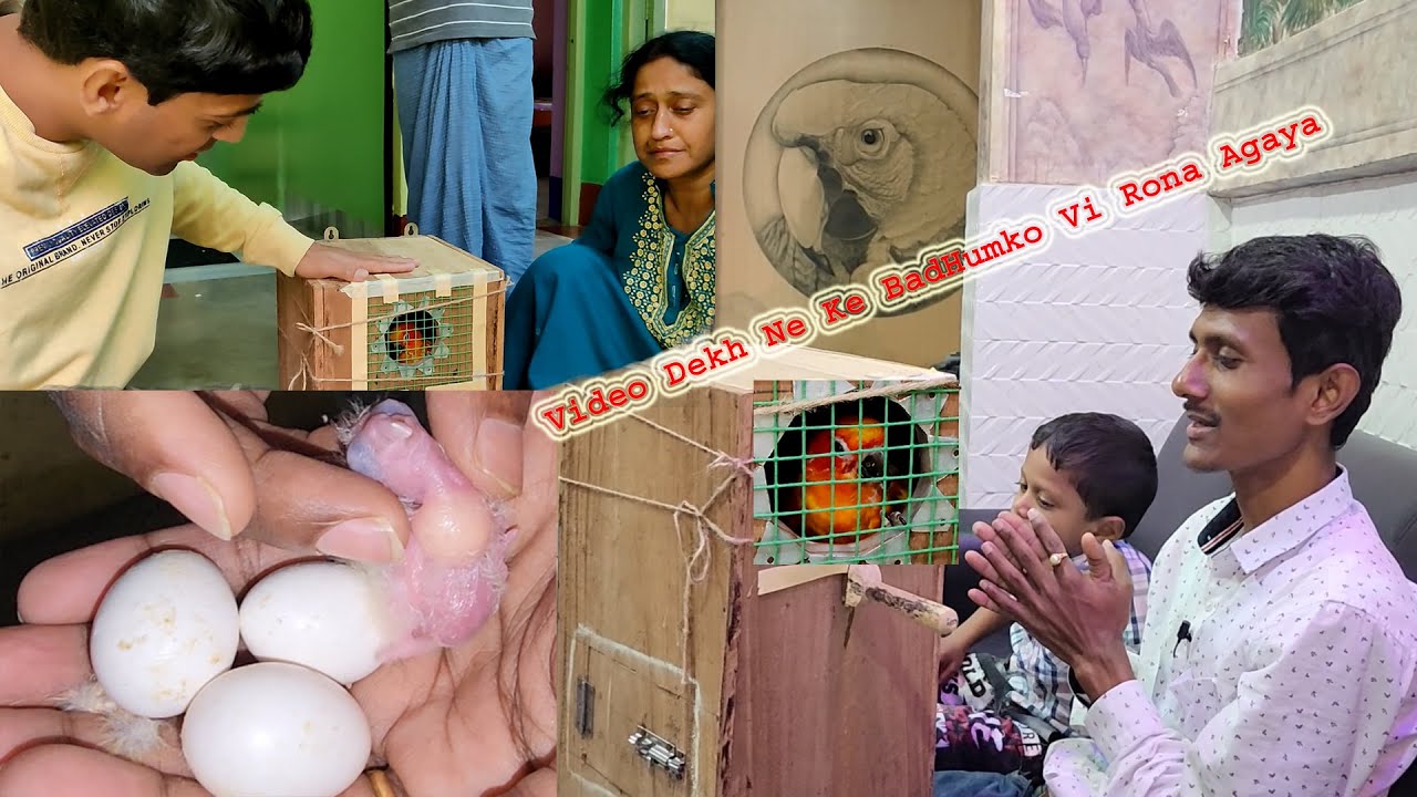 Love Of Birds Made People Cry / One Day Old Baby Bird Made A Journey Of 300 Km.