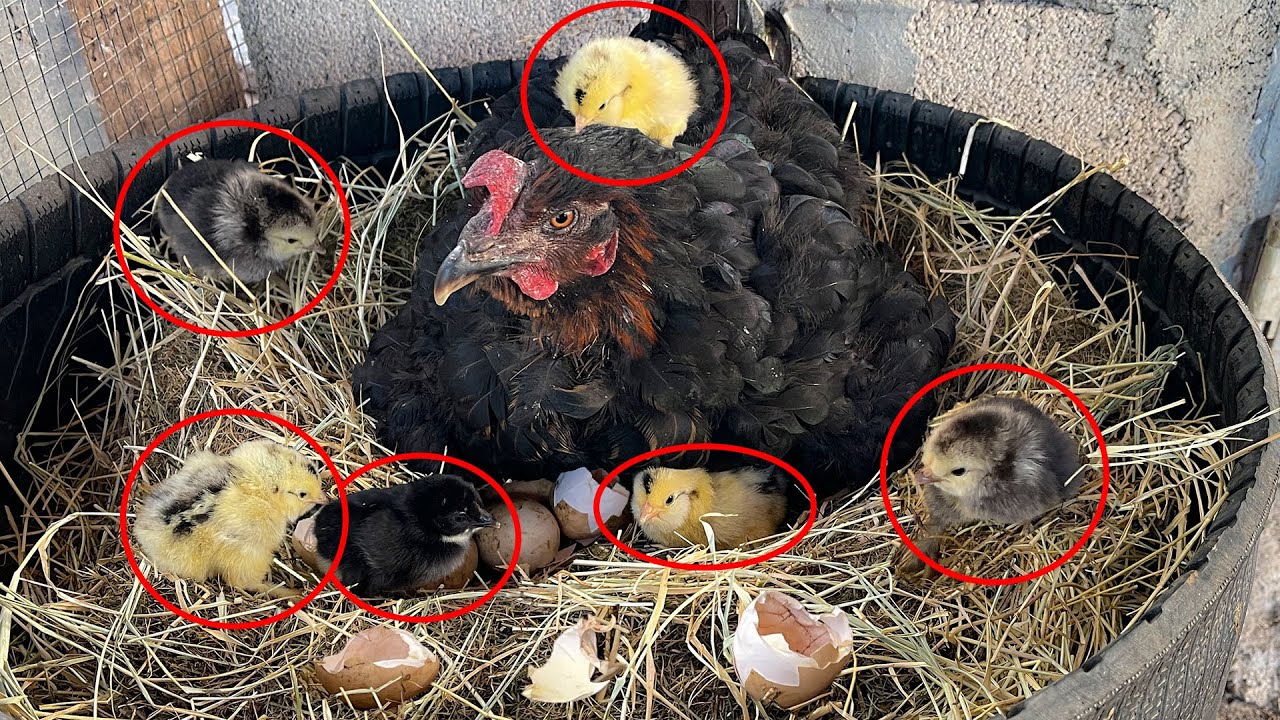21 Günlük Kuluçka Dönemi | Yumurtadan Civciv Çıkışı