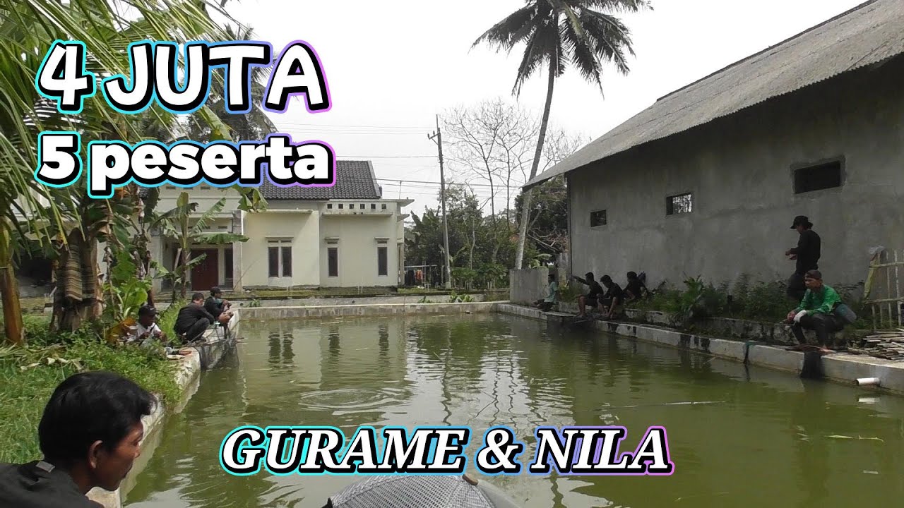 Perjuangan Berburu Gurame Monster !! yang Berakhir kurang puas