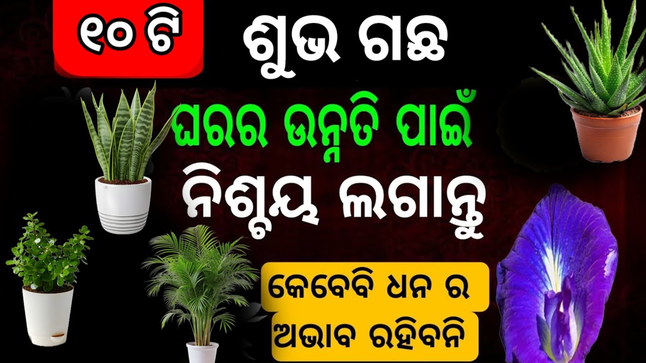 ଏହି ଗଛ ଘରେ ଲଗାଇବା ଦ୍ଵାରା ହୋଇଥାଏ ଧନରେ ବୃଦ୍ଧି/lucky plants for home/vastu plants for home/vastu tips