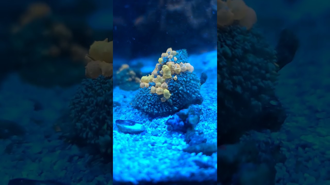 bounce mushroom corals