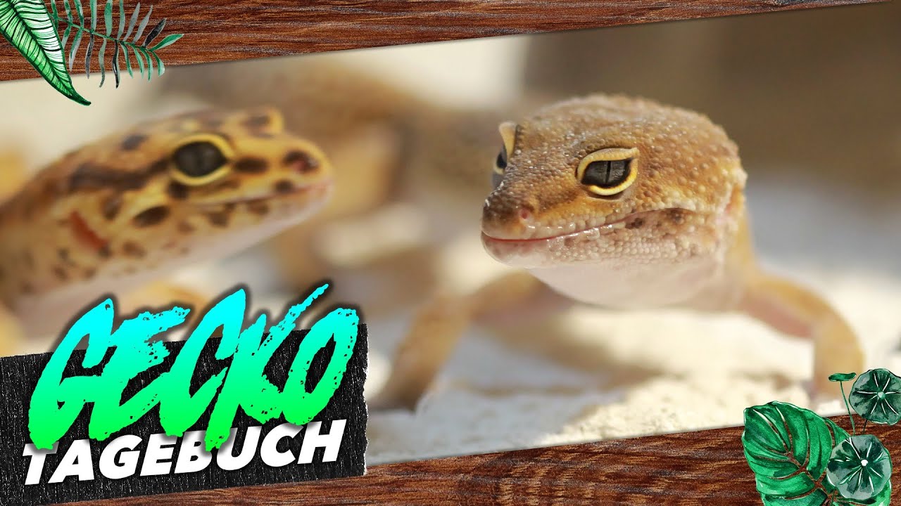 Darum solltest Du Leopardgecko im Sommer wärmen! GECKOTAGEBUCH