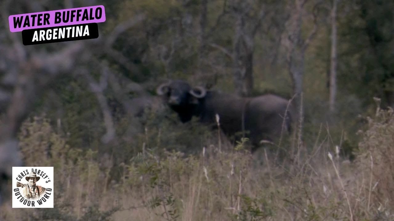 Dangrous Hunt For Water Buffalo in Argentina