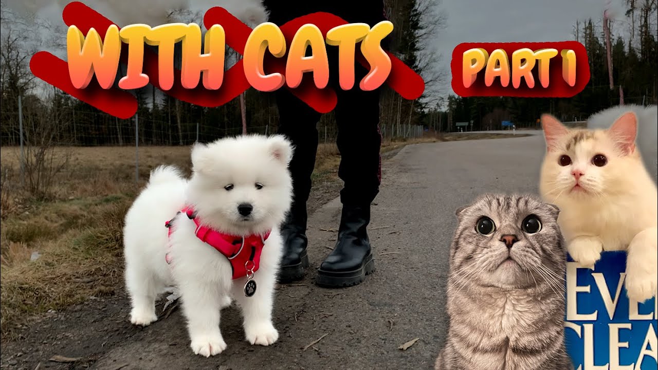 Samoyed Dog Meets Cats in New Home
