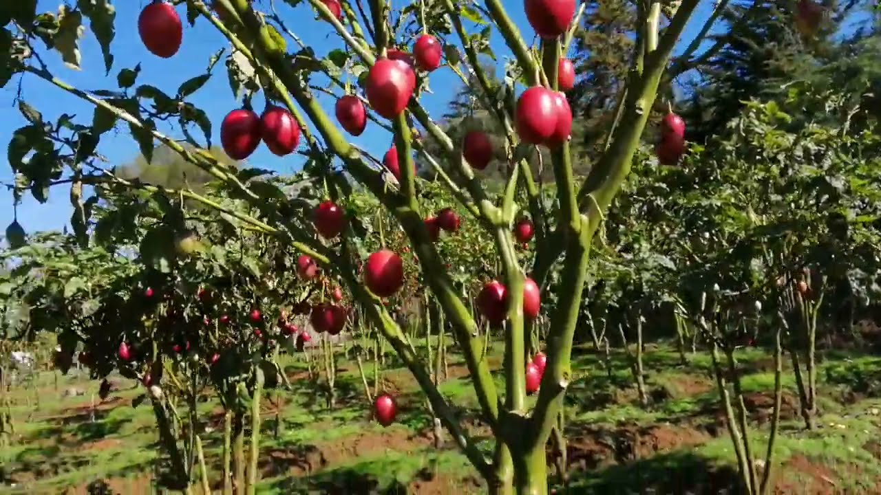 Why are our fruits aborting after heavy rains? |Tree tomato farming in Kenya |Tumaini project update