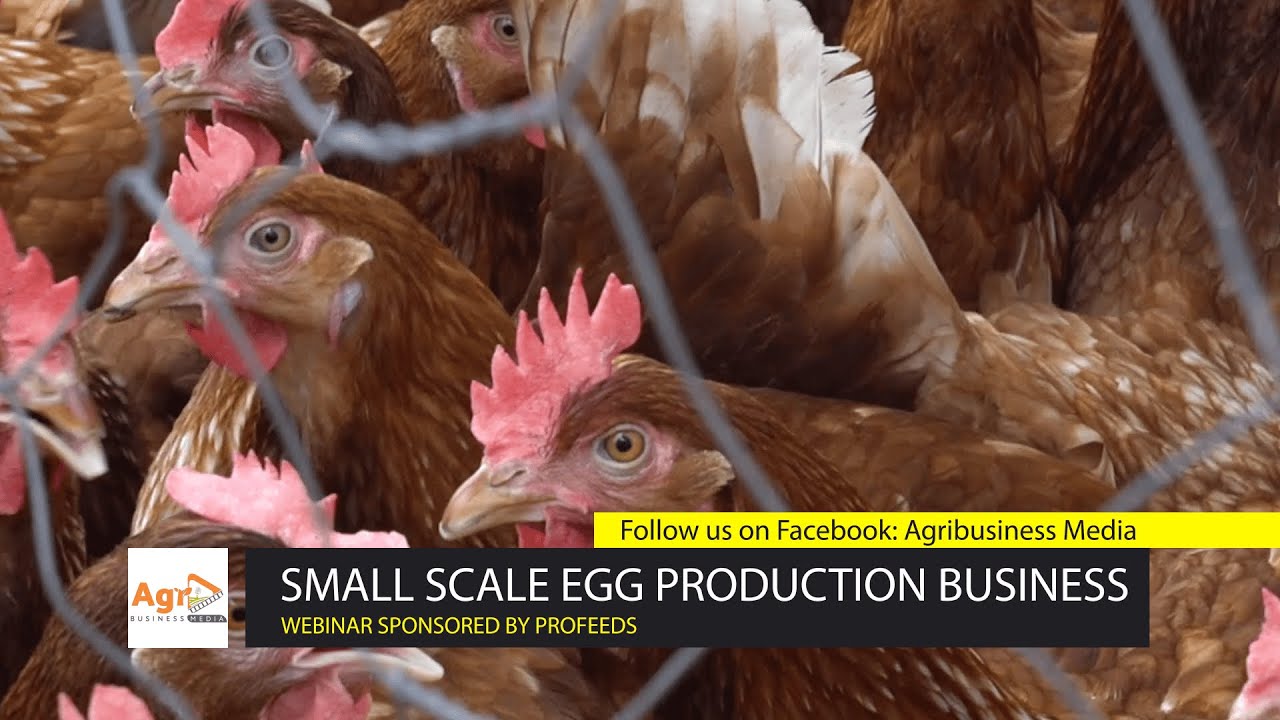 Small Scale Egg Production Business Webinar