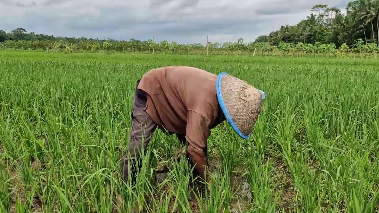 WATCH THIS SMART HANDS-ON METHOD TO REMOVE WEEDS IN RICE FIELDS! - Agriculture Farming