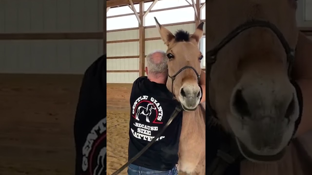 STUBBORN AS A MULE? | Animal Chiropractor