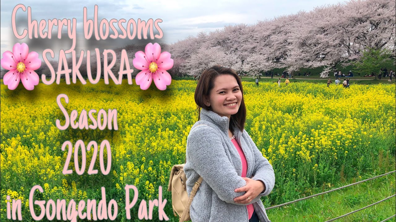 Cherry blossoms Japan 2020 🌸 Sakura Gongendo Park satte-shi /桜祭り権現堂 2020