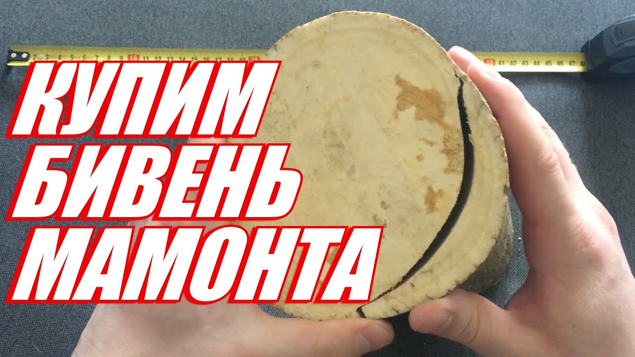 Куплю бивень мамонта в Украине (2019) Быстрая оценка по фото