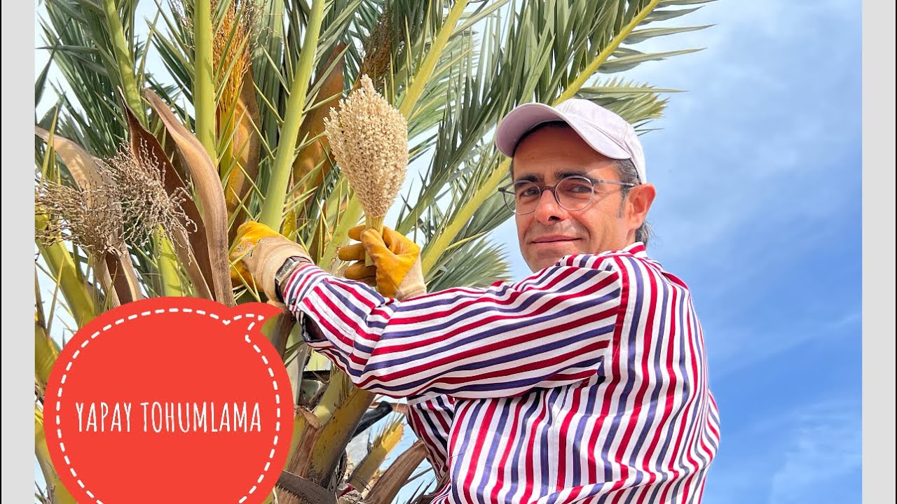 Брак финиковой пальмы!!! 🌴