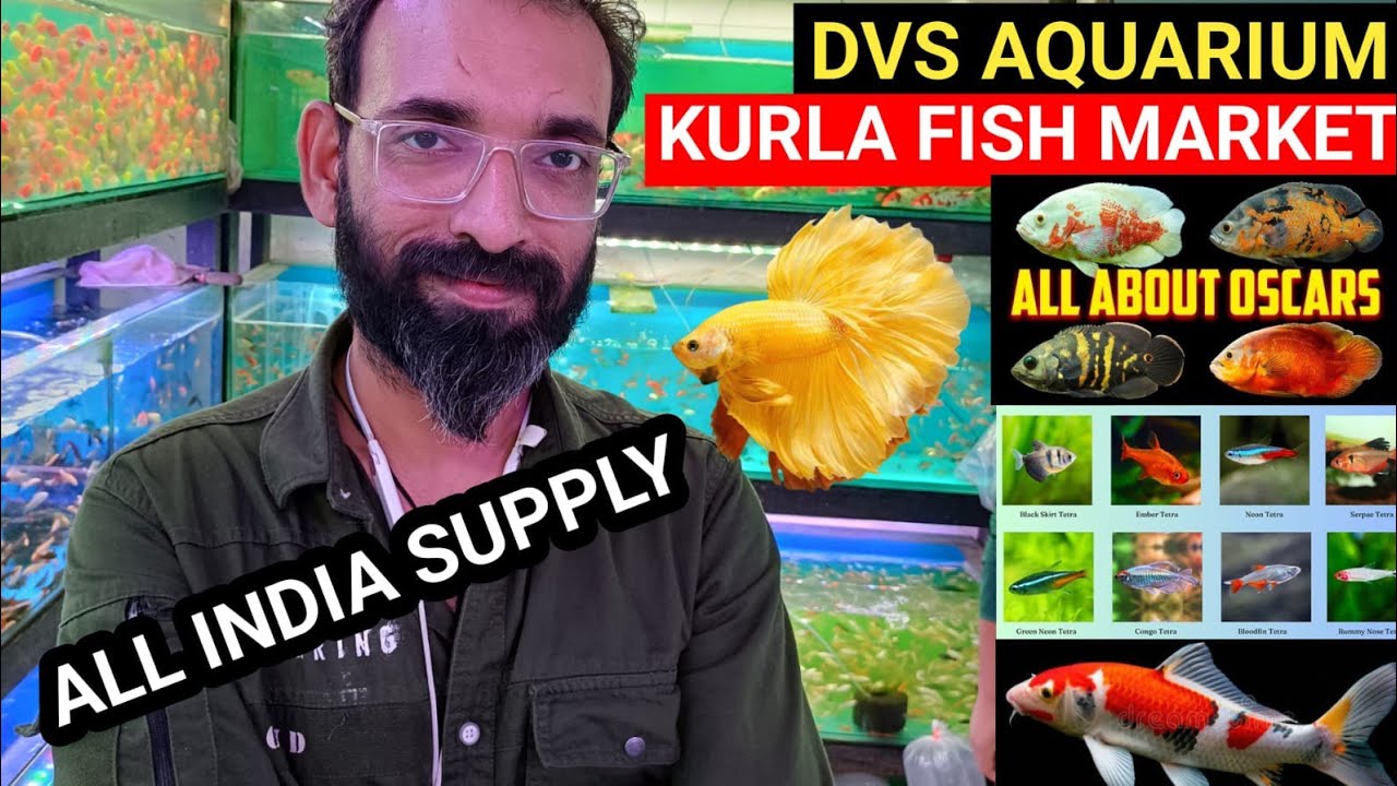 Dvs Aquarium kurla fish market | Kurla Aquarium Fish Market | Mumbai Fish market | Dvs Aquarium