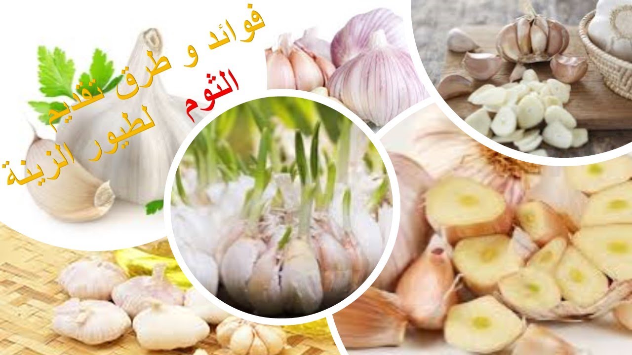 فوائد و طرق تقديم الثوم لطيور الزينة