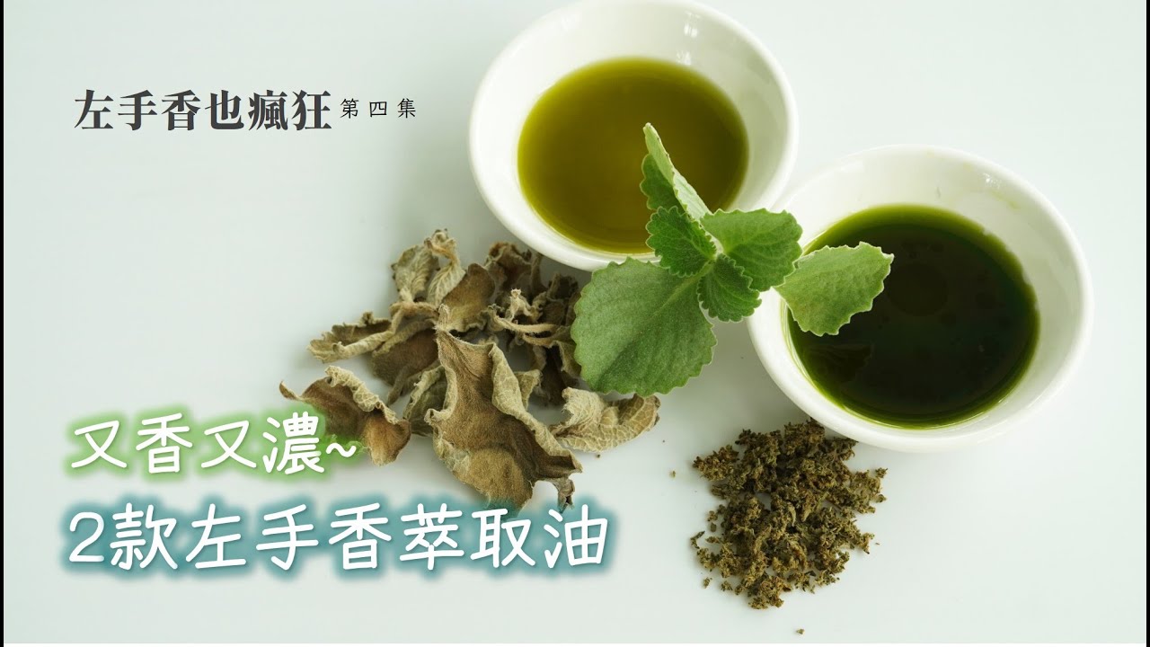 💖做出兩種各具特色的左手香萃取油🌿【左手香也瘋狂系列】第4集--低溫萃取不變質，又香又濃🤩 |  Making 2 types of Indian borage infused oil