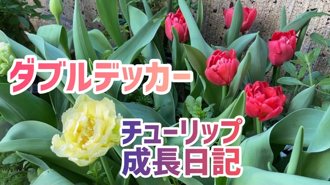 【ガーデニング】春のお庭ダブルデッカー　チューリップ成長日記／アマリリスも開花