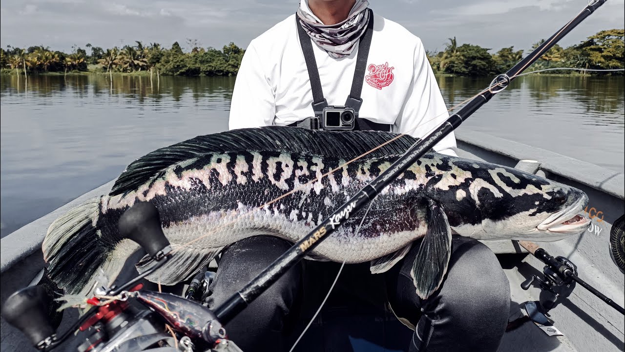Shimano Scorpion MD - Toman Fishing
