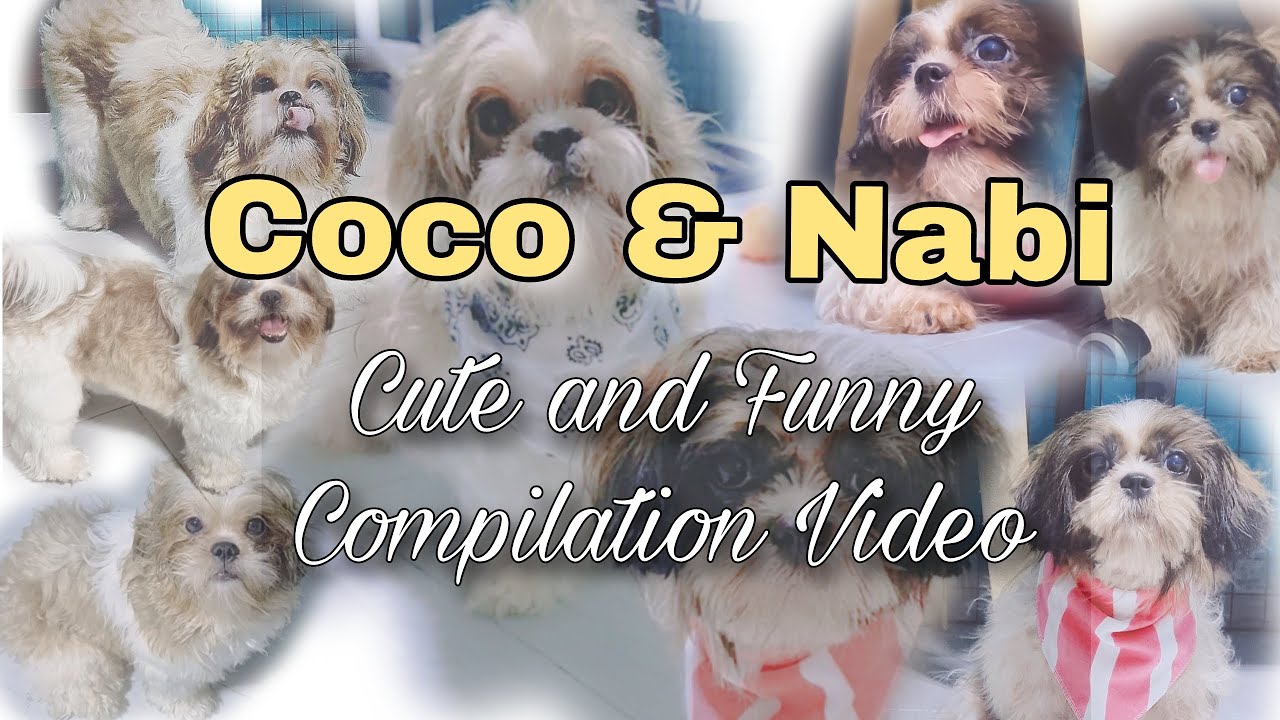 Coco and Nabi | Cute and Funny Moments | Video Compilation | FurMom Mitchz