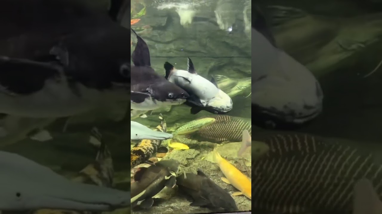 Predator fish mixed breeding.
