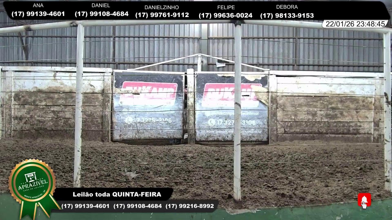 LEILÃO DE GADO - MONTE APRAZÍVEL LEILÕES 22/01/2026