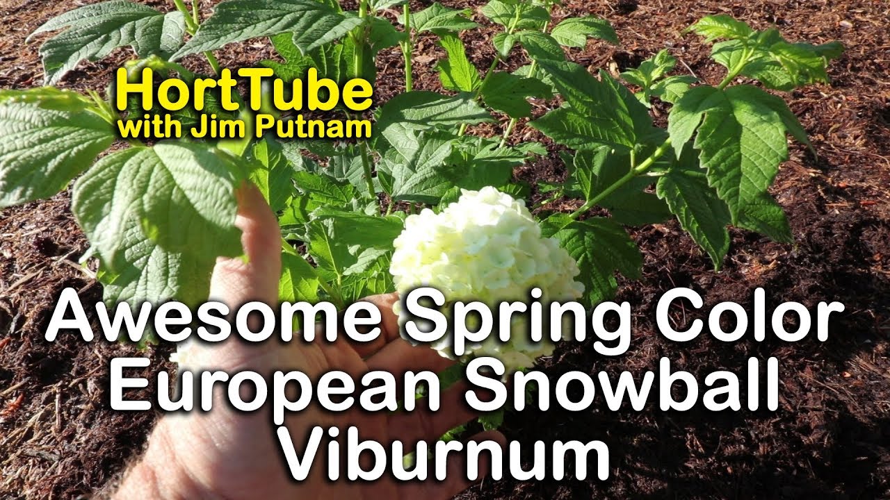 European Snowball Viburnum Puts On A Big Show - Common Snowballs