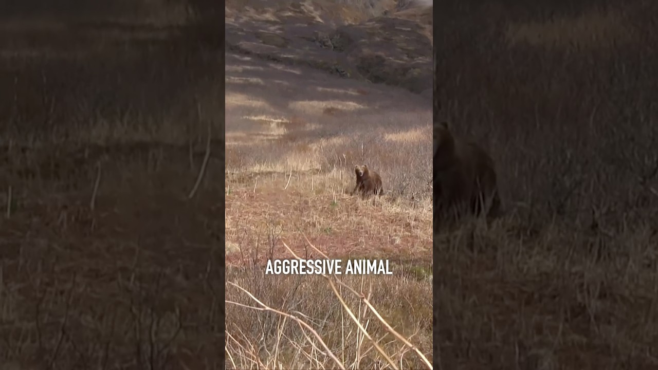 Grizzly bear is an icon of Alaska! A grizzly hunt is one of the greatest adventures on earth.