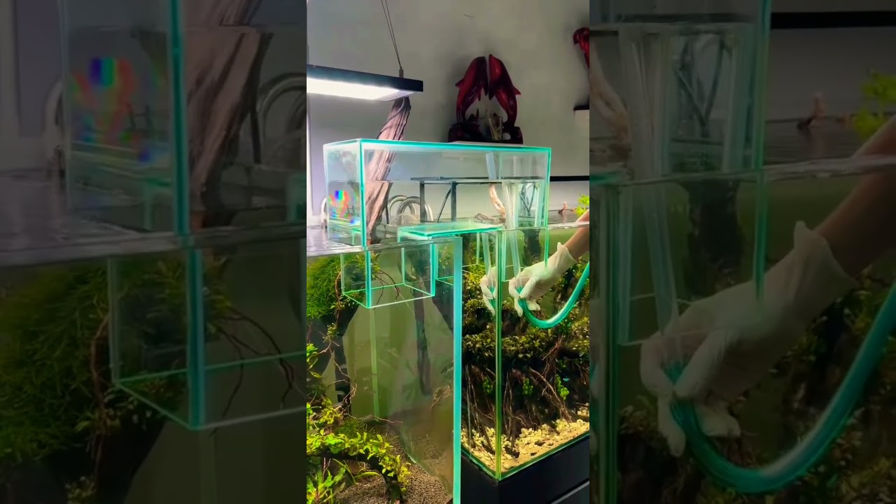 Pathway through two tanks🥰💯#fish #aquarium #shorts #viralvideo #pathway #shortfeed #pets #new
