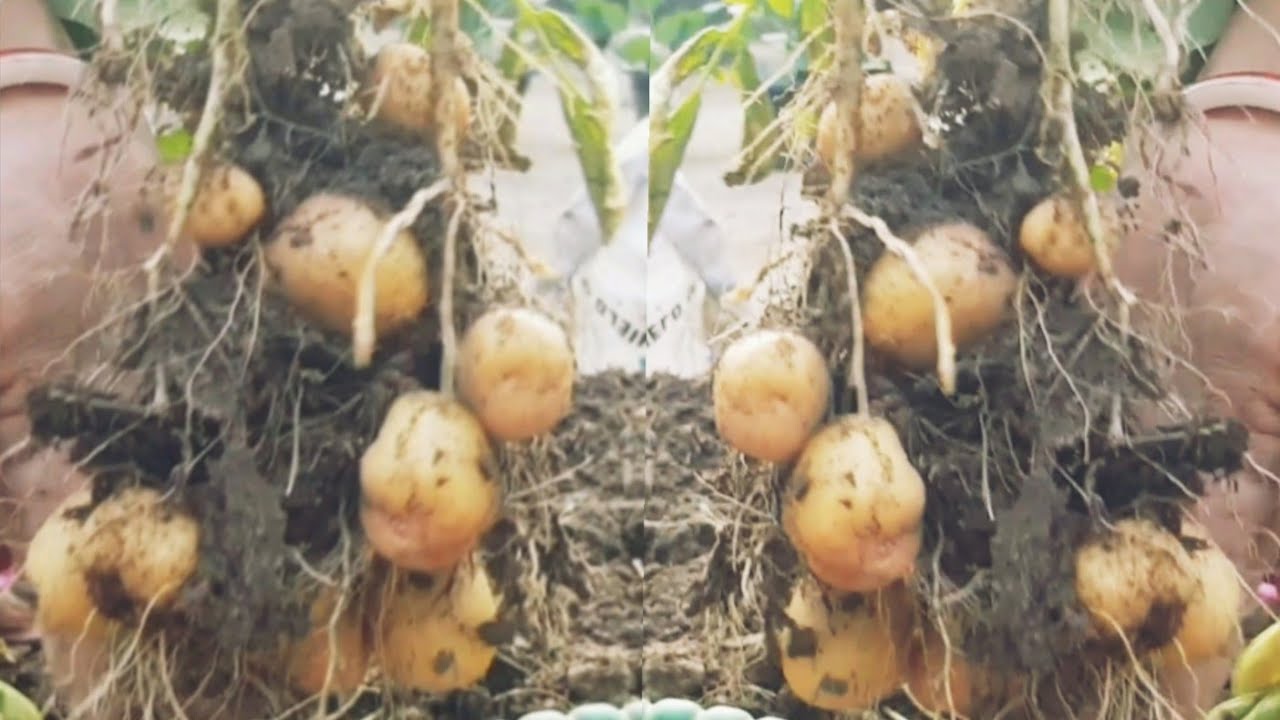 How to Grow Potatoes in Pots & Grow Bags | Easy Method