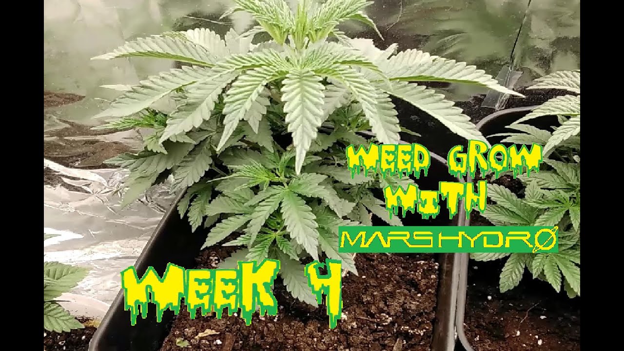 Grow Weed Plant Show With Mars Hydro Grow Lights