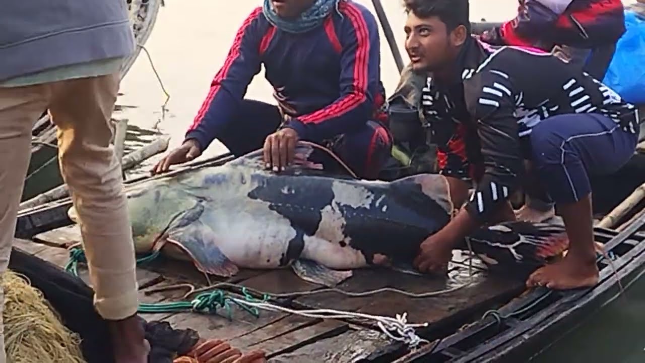 রাজশাহী পদ্মা নদীর ৫৮ কেজি ওজনের মাছ#viralvideo #love #trending #
