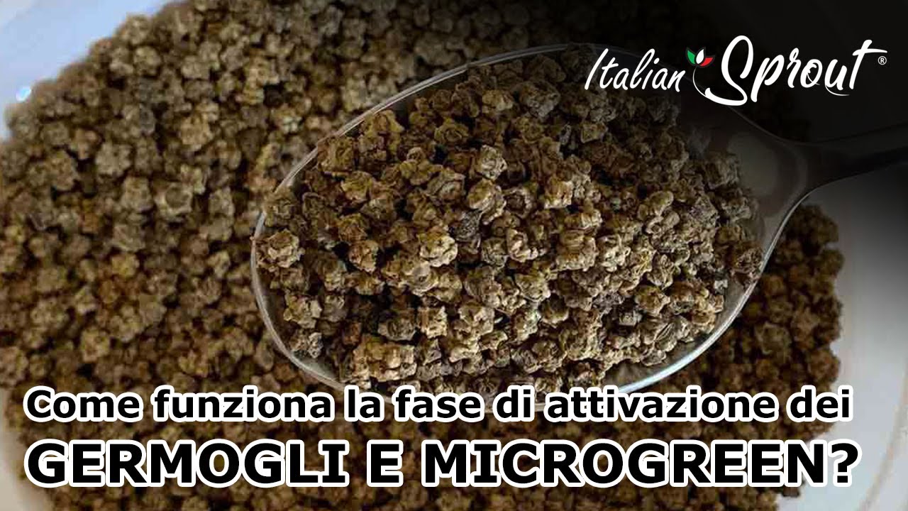 Come funziona la fase di attivazione dei germogli e microgreen?