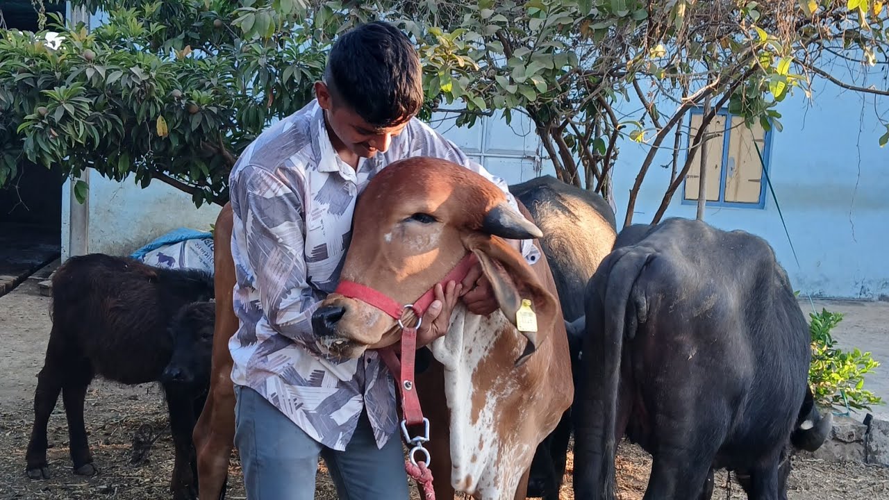  આપડા તબેલામાં ફાયનલી ગીર ગાય આવી હો...