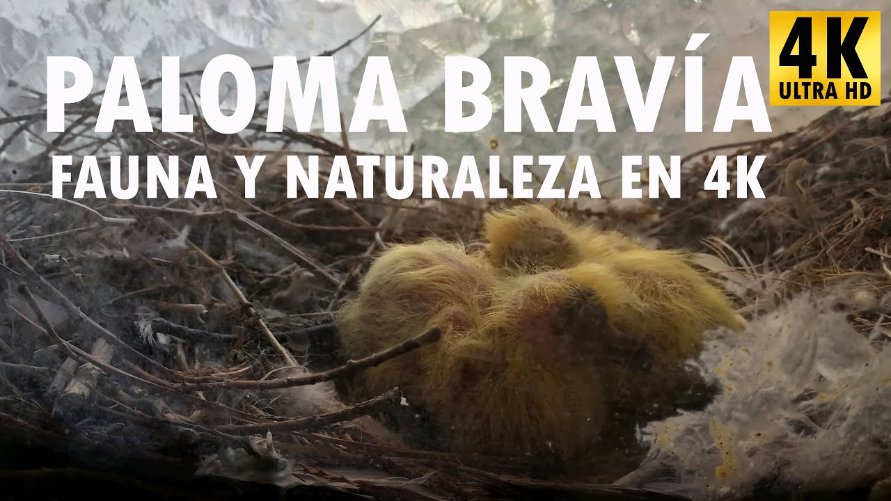Paloma Brav&iacute;a - Fauna y naturaleza en 4K
