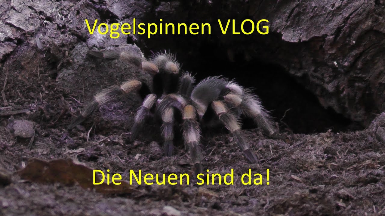 VogelspinnenVLOG | A. geniculata / B. hamorii / L. parahybana von spidersworld.eu