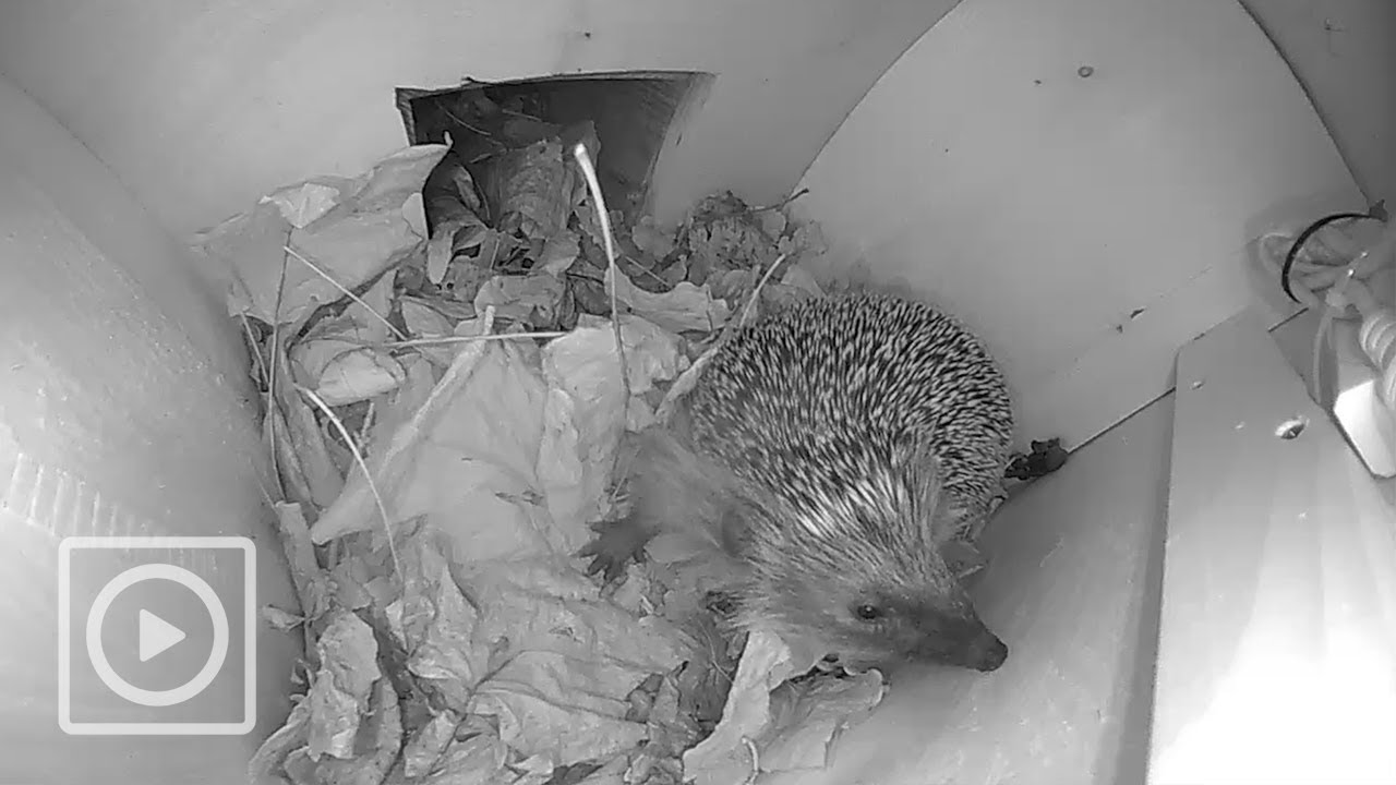 Egel poept in egelhuis, wat zegt dat? | #EGELHUIS1