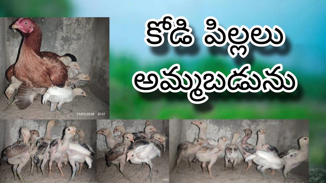 #KVR BREEDES#9381293078#bhimavaram chicks#peru cross chicks#chicks#patta punju#birds#chicken#viral